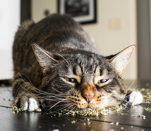鼎盛军事论坛，吃薄荷的猫与军事爱好者们的独特交汇点，鼎盛军事论坛，吃薄荷的猫与军事爱好者的交流圣地