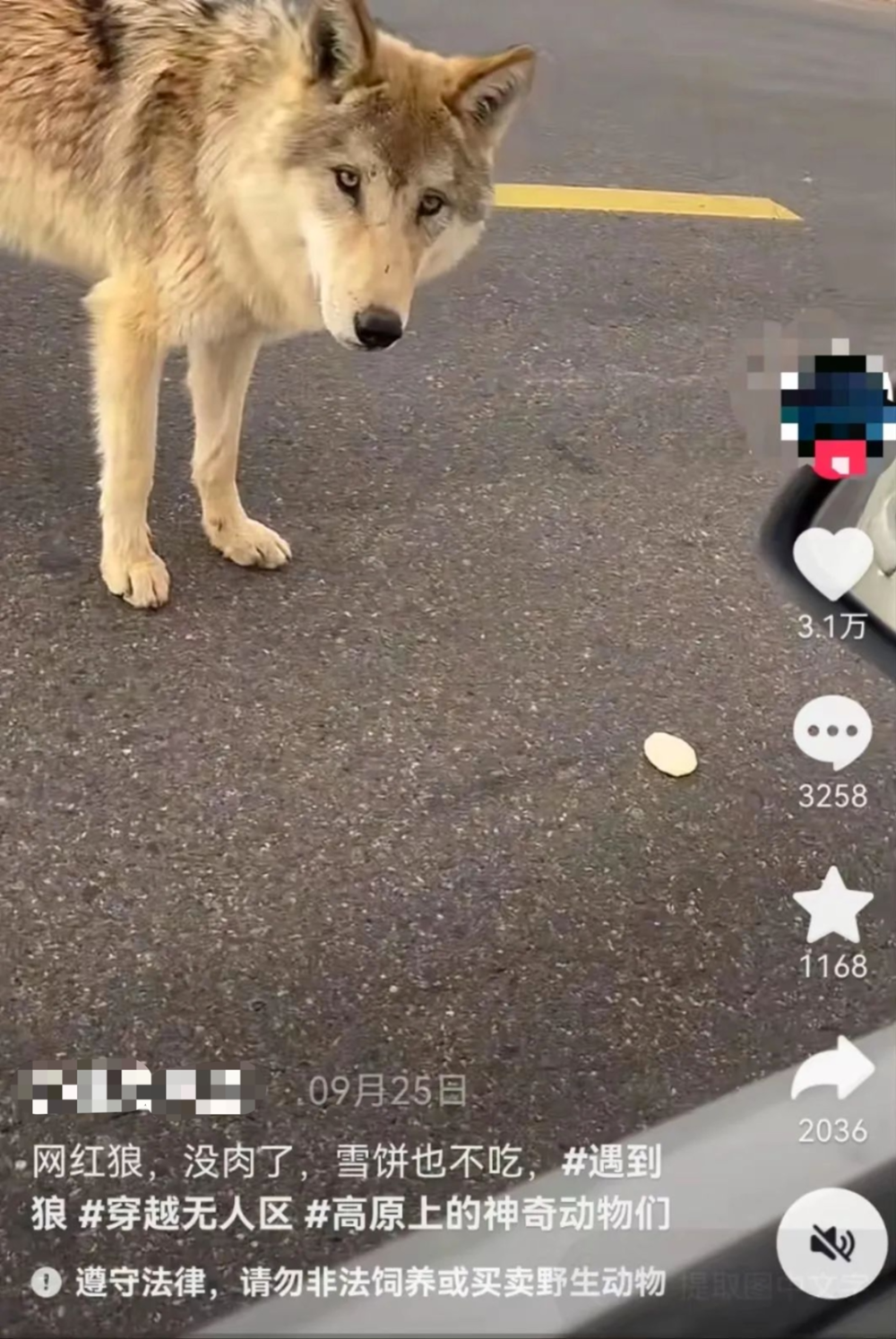 今日头条新闻揭秘，流浪的狐独老狼与YY的非凡故事，流浪狐独老狼与YY的非凡故事揭秘，今日头条新闻焦点