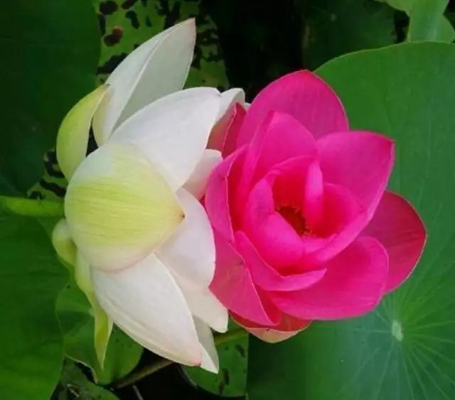 天涯论坛煮酒，历史、文化与现代情感的交融之地，天涯论坛，历史、文化与情感交融的煮酒之地