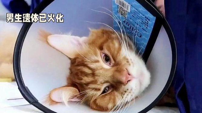 胖猫跳江事件最新消息，事件进展与深度解析，胖猫跳江事件最新进展与深度解析揭秘