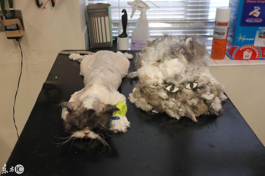 猎人学校的存在，探索与实践的教育新模式，猎人学校，探索与实践的教育新模式的摇篮